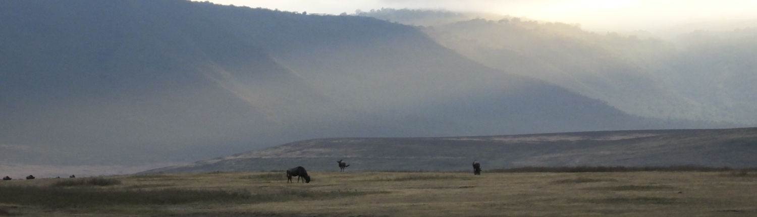 Wildebeest in the Ngorongoro Crater with mist