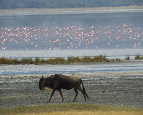 Wildebeest with pink flamingos (Ngorongoro Crater)