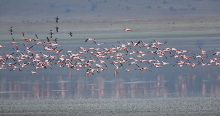 Flamingos in the Ngorongoro Crater