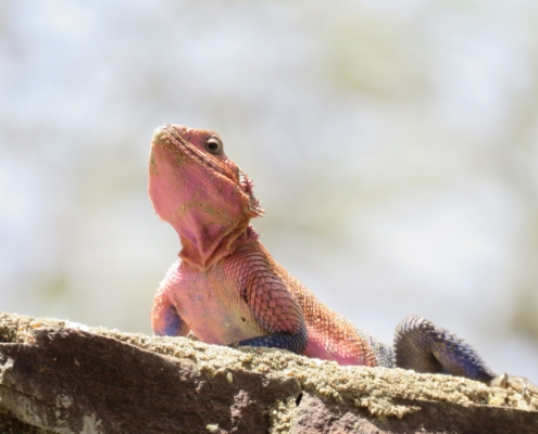 a big pink Agama lizard on a rock outcropping