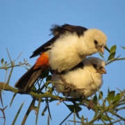 two buffalo weavers on a branch that look like they are cuddled up together