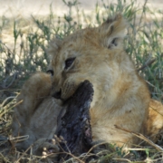 a young lion cub chewing a piece of bone/meat that is almost too big for him