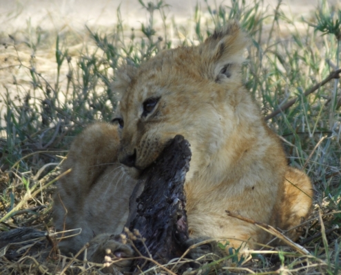 a young lion cub chewing a piece of bone/meat that is almost too big for him