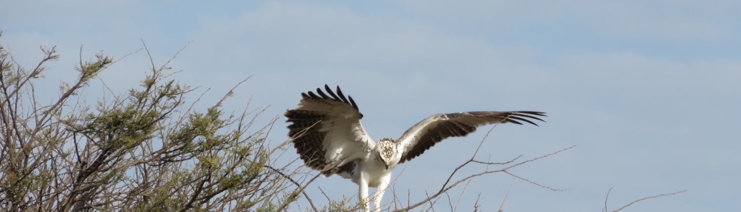 martial eagle landing on a bush with wings outspread
