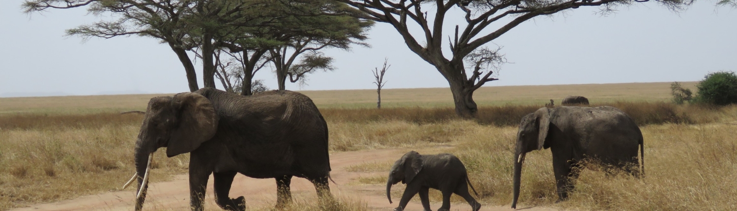 Three elephants (one baby in the middle) crossinga track in the Serengeti - acacia trees behind