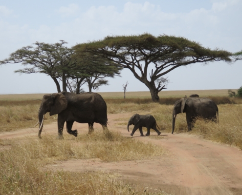 Three elephants (one baby in the middle) crossinga track in the Serengeti - acacia trees behind