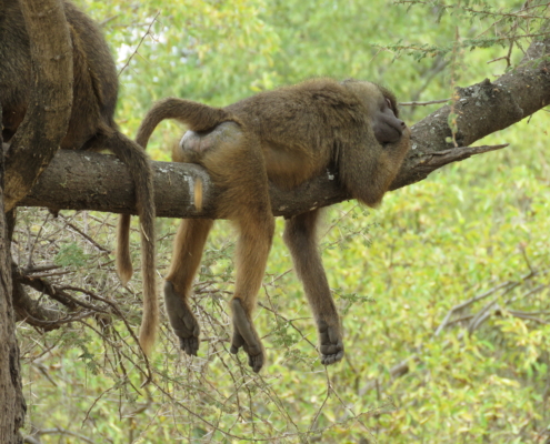 Baboon sleeping on branch (Lake Manyara)