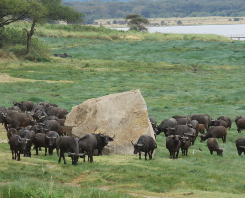 Cape Buffalo gathered around big rock (Lake Manyara)