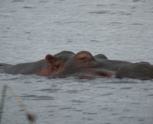 Hippo enjoying Lake Manyara