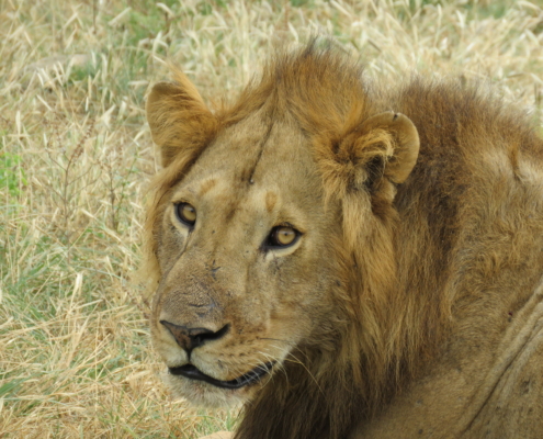 Lion (Lake Manyara)