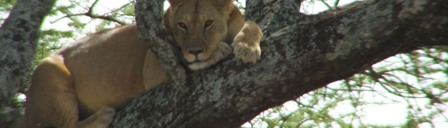 Lake Manyara Tree Climbing Lion resting on a tree branch