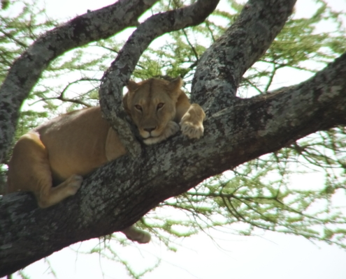 Lake Manyara Tree Climbing Lion resting on a tree branch