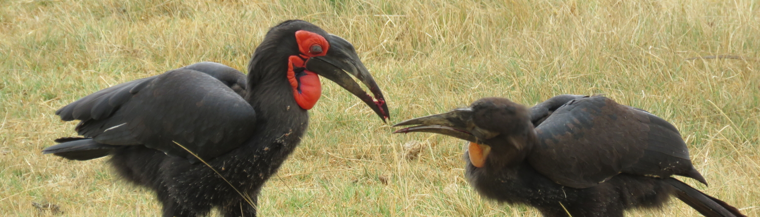 Two Southern Ground Hornbills sharing good (Lake Manyara)