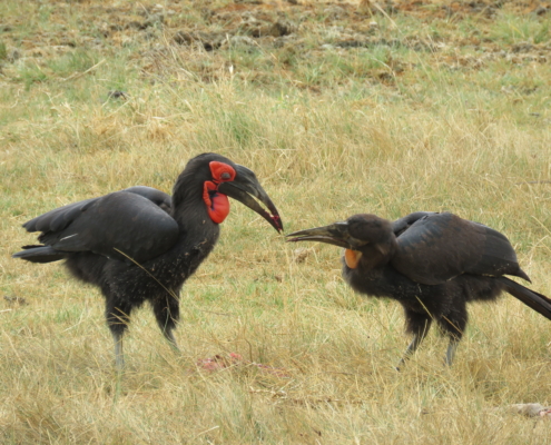 Two Southern Ground Hornbills sharing good (Lake Manyara)