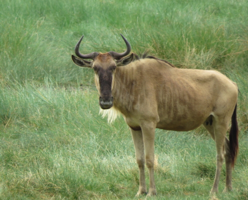 Brown Wildebeest at Lake Manyara