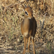 Dik-dik at Lake Manyara