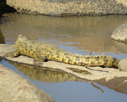 a crocodile sunbathing with his reflection below him in the Mara river (Northern Serengeti)
