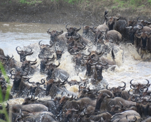 Wildebeest spraying water everywhere as they cross the Mara river (Northern Serengeti)