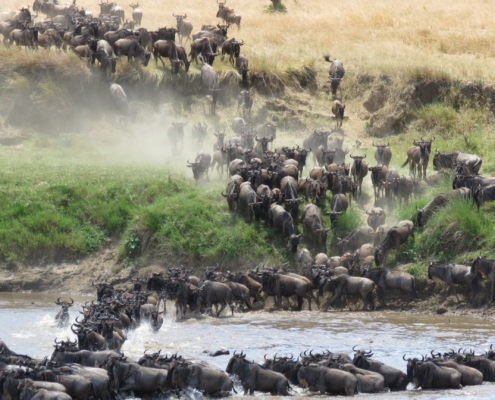 crowds of wildebeest dashing through dust down to the Mara river and then crossing (Northern Serengeti)