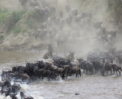 a large crowd of wildebeest jumping down the banks of the Mara river and crossing (Northern Serengeti)