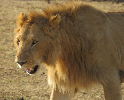close up of a lion in the Mara area of the Serengeti