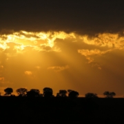 setting sun rays over a line of trees in the Mara (Northern Serengeti)