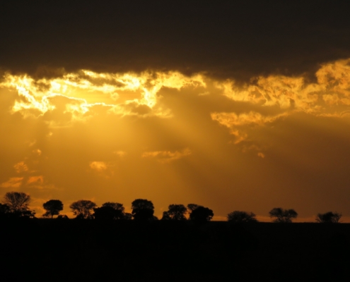 setting sun rays over a line of trees in the Mara (Northern Serengeti)
