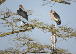 Three marabou storks perched in a tree against the blue sky