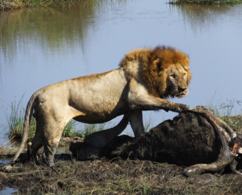 Lion with Prey at Lake Masek (Ngorongoro Conservation Area)