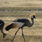 Two Crested Cranes in the Ngorongoro Crater