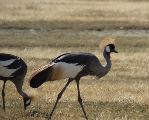 Two Crested Cranes in the Ngorongoro Crater