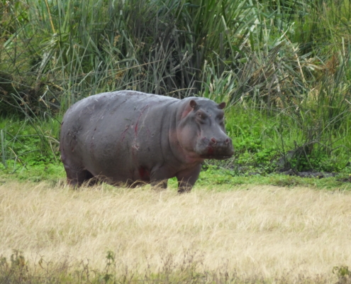 Hippo walking in the Ngorongoro Crater