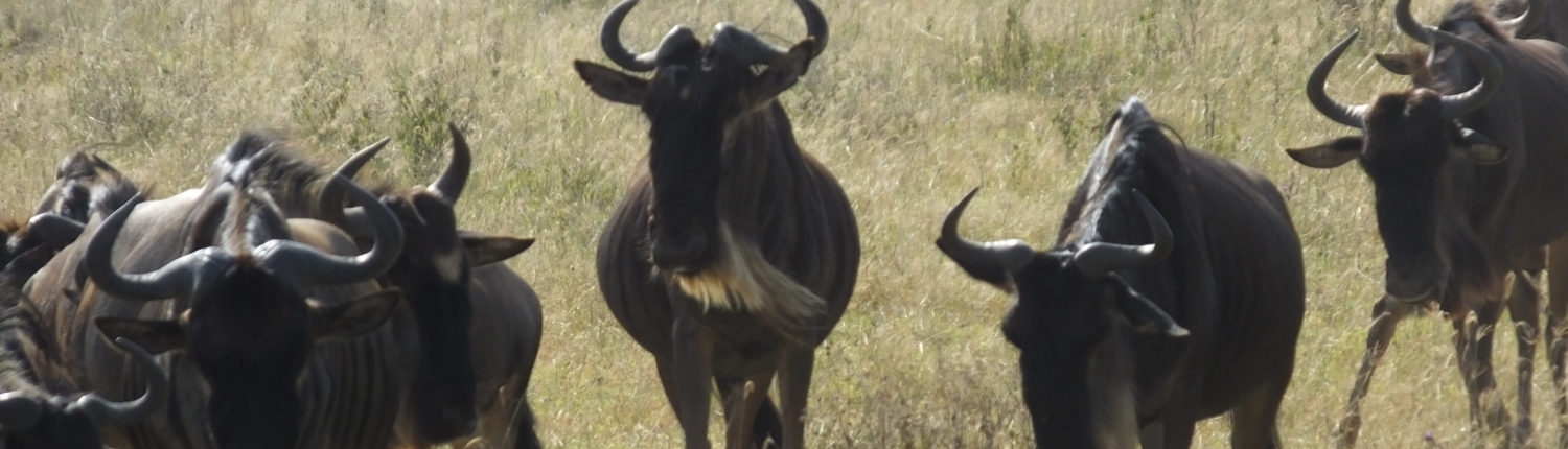 Wildebeest in the Ngorongoro Crater