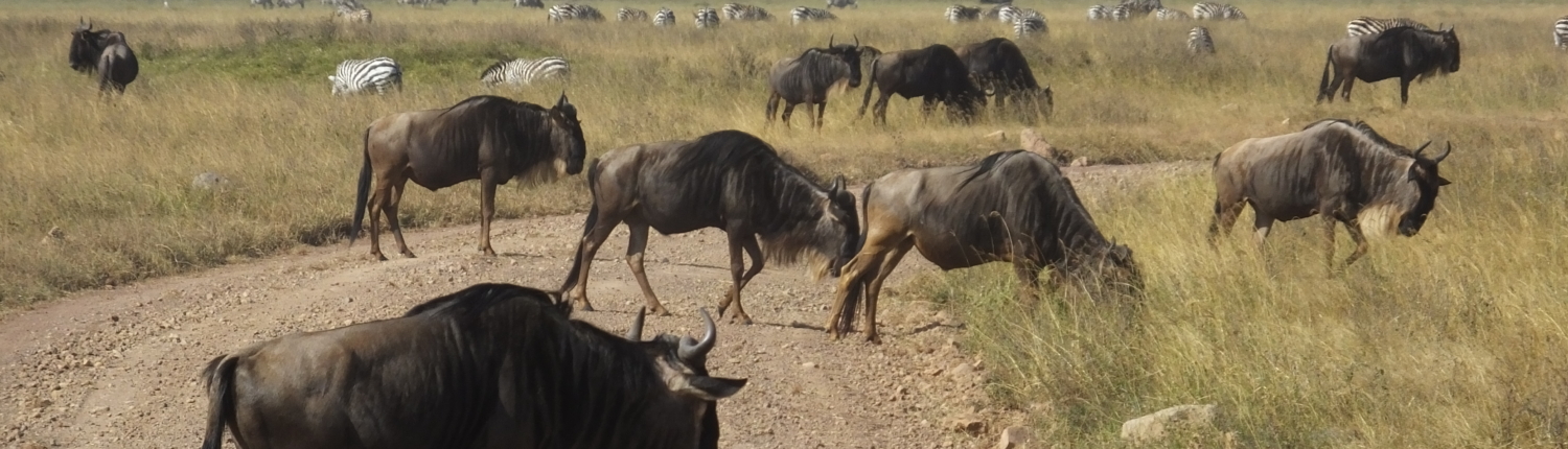 Wildebeest and Zebra in the Ngorongoro Crater