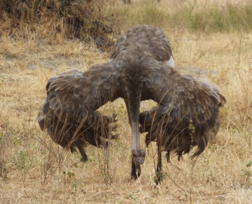 an ostrich doing her mating display in Tarangire National Park
