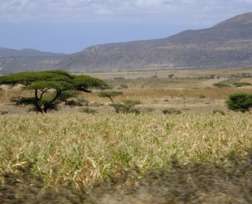 scenic shot of the Ndutu plains with hills in the background, a few small trees and green/gold grasses