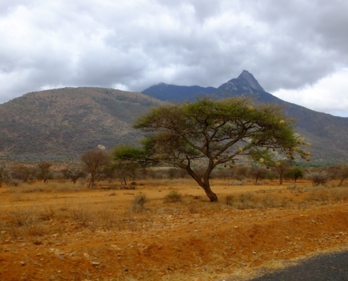 an acacia tree full of buffalo weaver nests in front of some mountains - very scenic