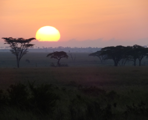 Sun rising behind acacia in the serengeti