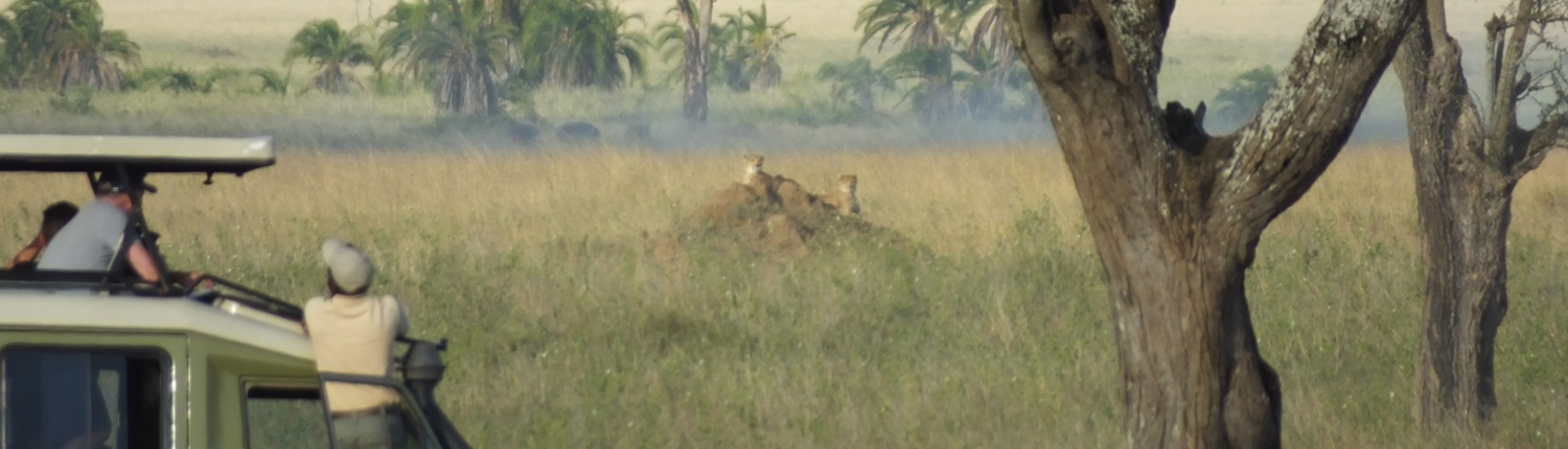 people in a safari jeep watching cheetah on a rock in the Serengeti