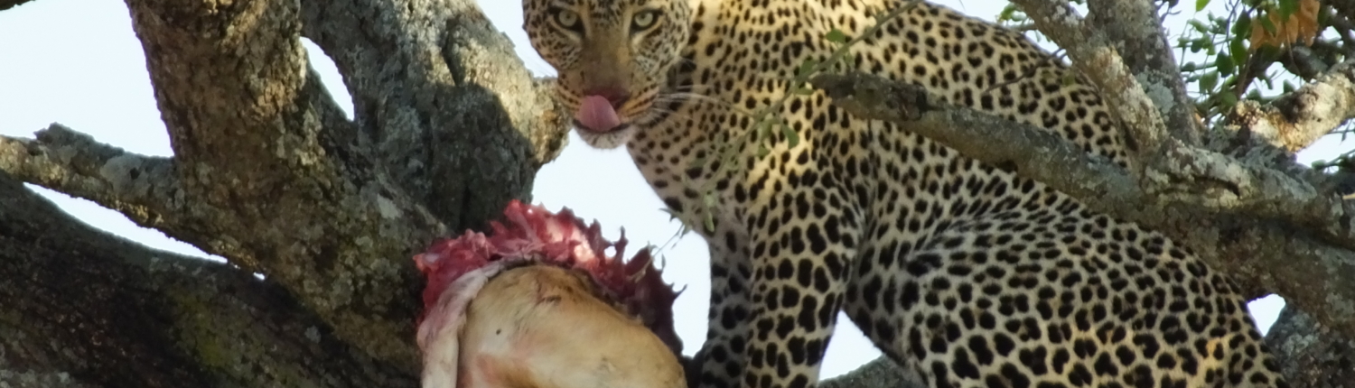 Leopard eating his prey in a tree (Serengeti)