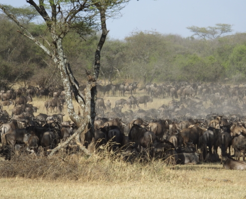 Large herd of wildebeest in the dust they kicked up in the Serengeti