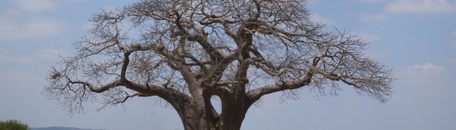 Baobab Tree and Vulture (Tarangire)