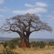 Baobab Tree and Vulture (Tarangire)