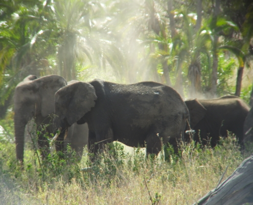 Elephants enjoying a dust bath (Tarangire)