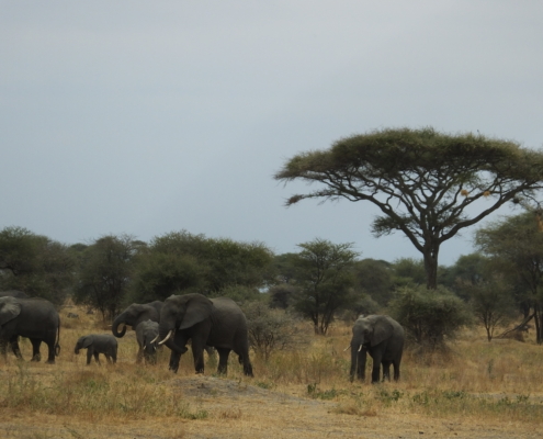 Elephant family with Acacia (Tarangire)