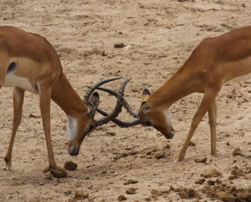 two young Impala locking horns (Tarangire)