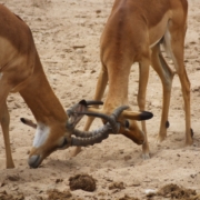 two impala locking horns in Tarangire National Park