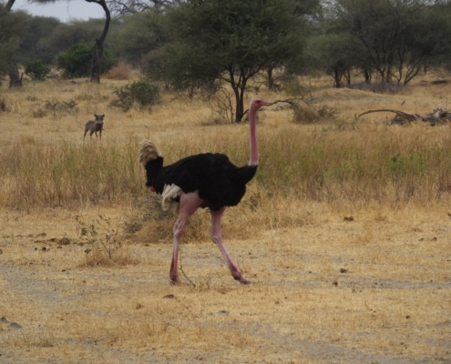 Ostrich and Warthog (Tarangire)