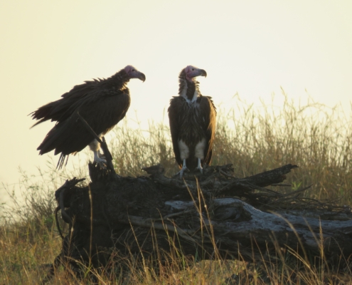 Two vultures perched on a log as the sun sets (Mara)