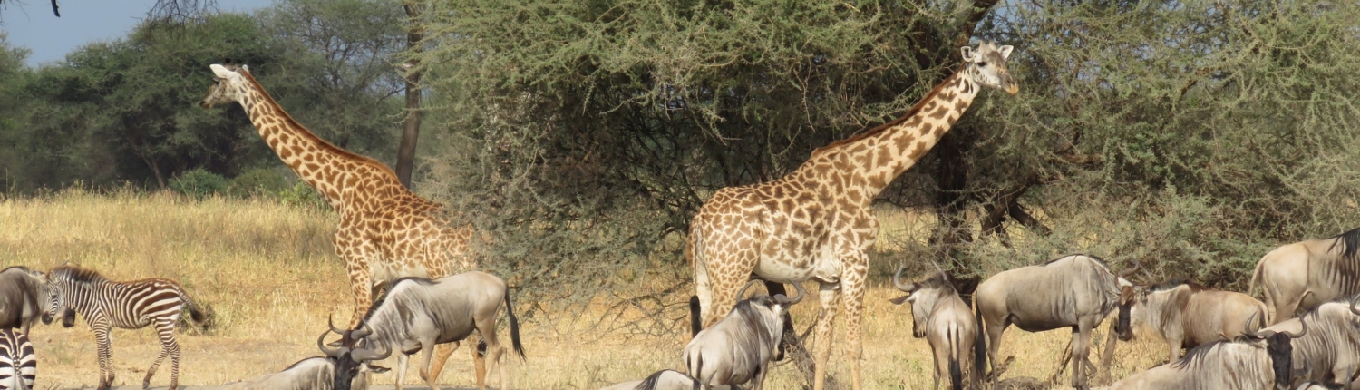 Giraffe, wildebeest and zebra all gathered together at a watering hole